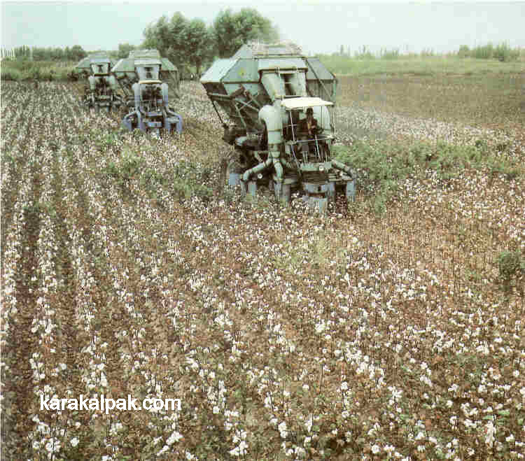 Machine-harvesting