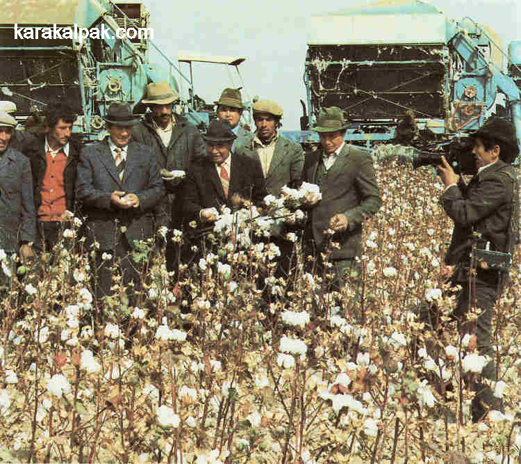 Cotton crop