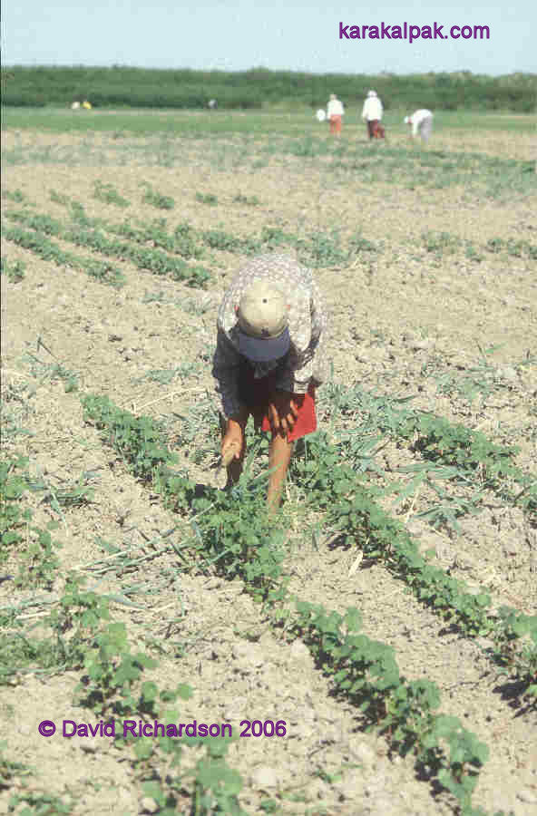 Young Karakalpak boy weeding the new cotton crop, near Kegeyli