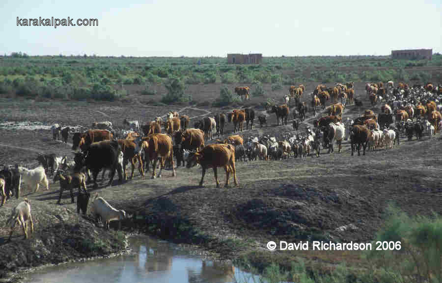Mixed cattle and goat herd