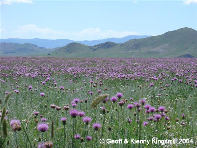 Mongolian Landscape