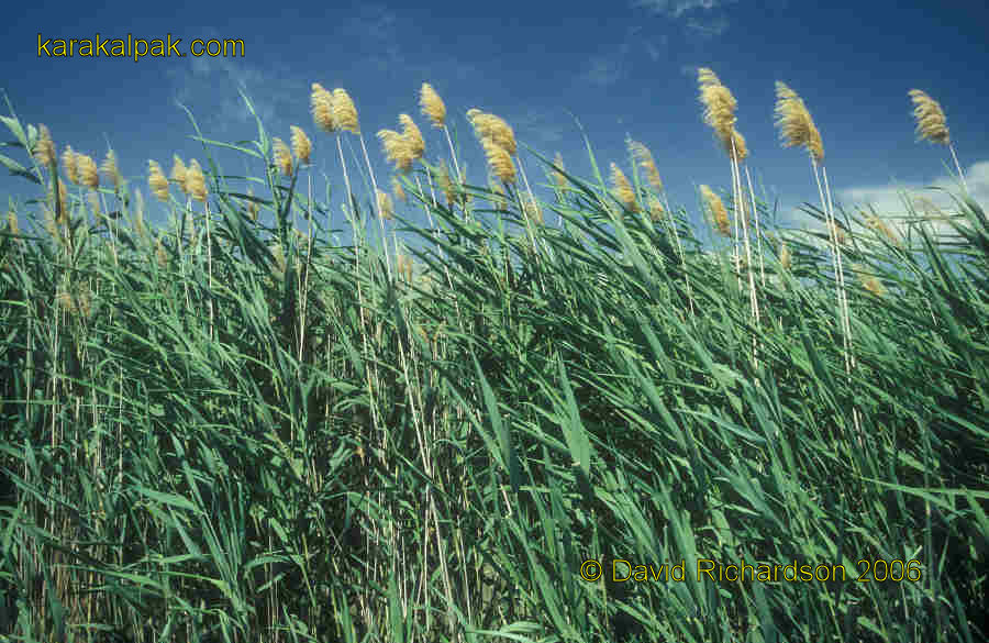 Reedbed in the Aral delta