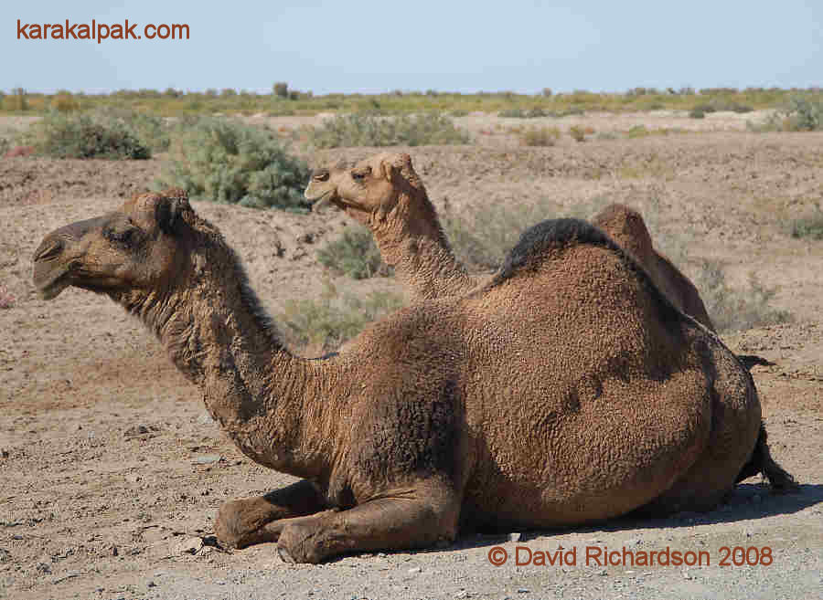 Camels in the northern Amu Darya delta