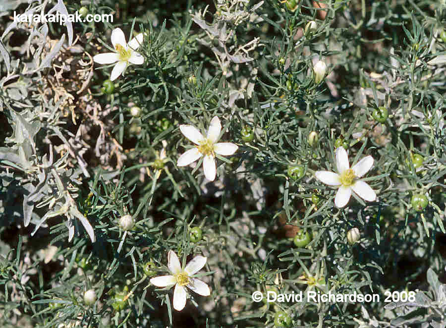 Wild flowers