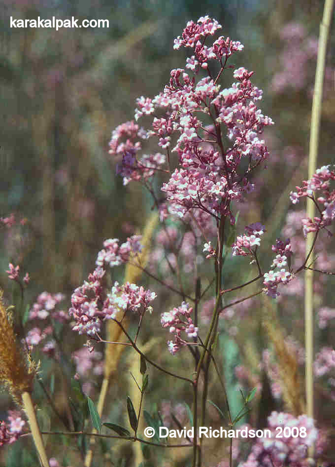 Lilac-like wild flowers