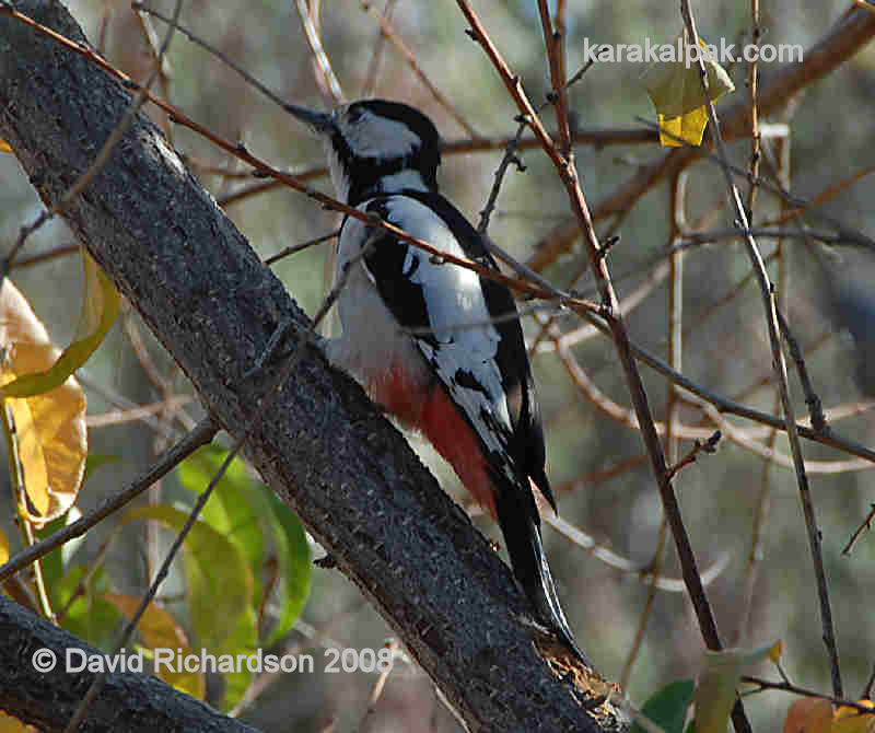 Great Spotted Woodpecker