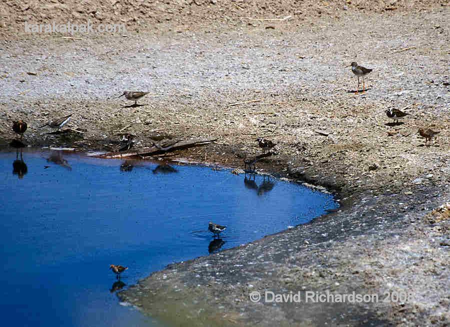 Waders at Moynaq