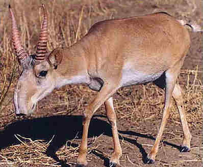 Saiga antelope