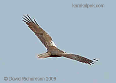 Common Buzzard