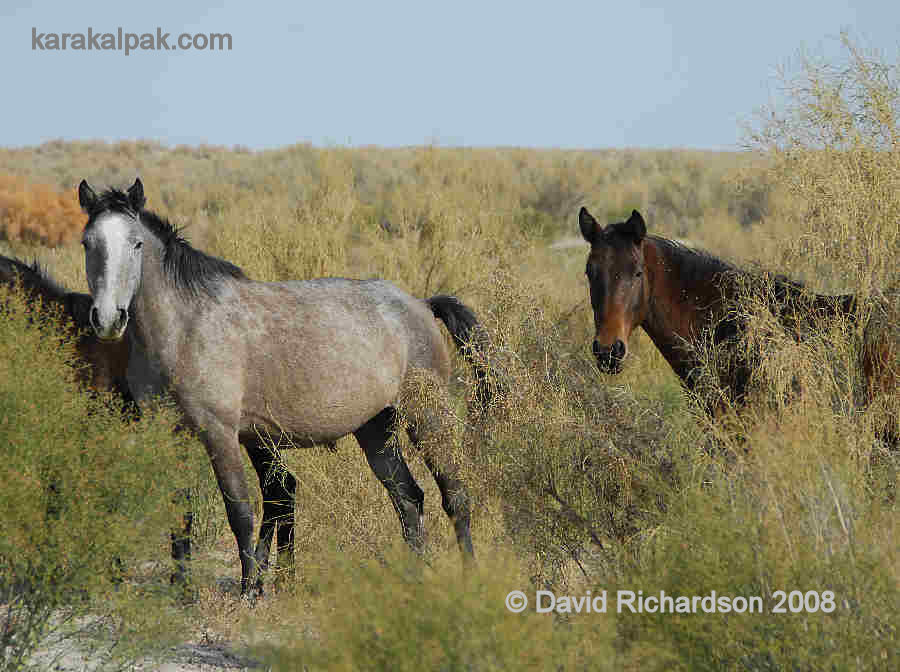 Feral Horses