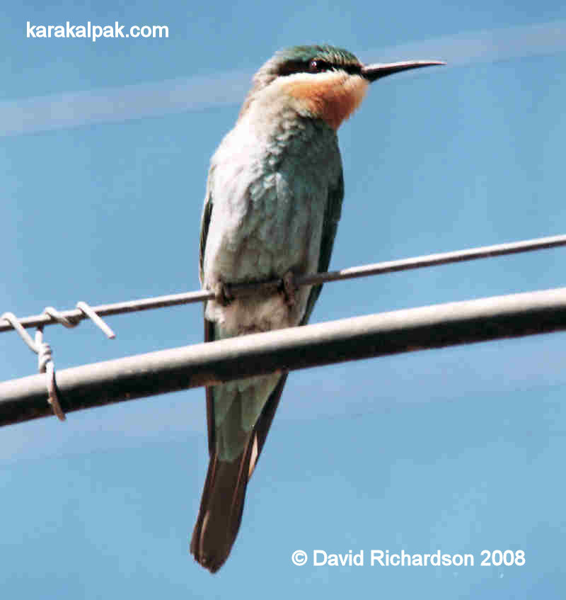 Bee-eater